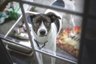 Illustration de l'article : La justice et les associations tissent un nouveau partenariat inédit pour renforcer la protection des animaux victimes de maltraitance