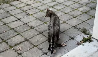 Illustration de l'article : Ces 2 sœurs ont transformé leur maison en nid douillet pour améliorer la vie d'une chatte gestante errante et en quête de sécurité (vidéo)