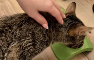 Illustration de l'article : Ces 2 sœurs ont transformé leur maison en nid douillet pour améliorer la vie d'une chatte gestante errante et en quête de sécurité (vidéo)