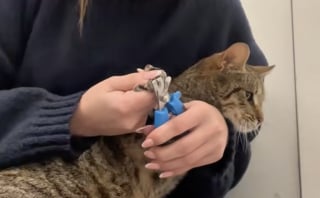 Illustration de l'article : Ces 2 sœurs ont transformé leur maison en nid douillet pour améliorer la vie d'une chatte gestante errante et en quête de sécurité (vidéo)