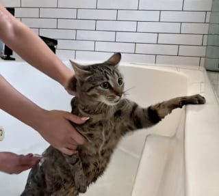 Illustration de l'article : Ces 2 sœurs ont transformé leur maison en nid douillet pour améliorer la vie d'une chatte gestante errante et en quête de sécurité (vidéo)