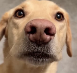 Illustration de l'article : Un propriétaire met en scène son chien capable d’exercer de nombreux métiers habituellement réservés aux humains (vidéo)
