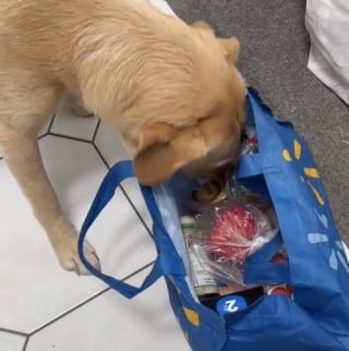 Illustration de l'article : Un propriétaire met en scène son chien capable d’exercer de nombreux métiers habituellement réservés aux humains (vidéo)