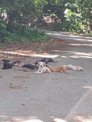 Illustration de l'article : "Je ne pouvais pas les laisser là", elle repère 10 chiots abandonnés au bord d'une route et décide de tous les sauver