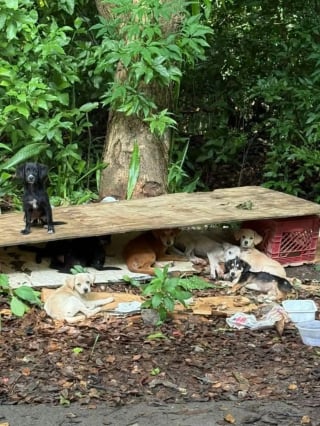 Illustration de l'article : "Je ne pouvais pas les laisser là", elle repère 10 chiots abandonnés au bord d'une route et décide de tous les sauver