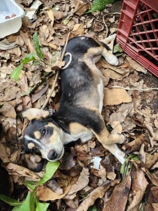 Illustration de l'article : "Je ne pouvais pas les laisser là", elle repère 10 chiots abandonnés au bord d'une route et décide de tous les sauver