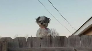 Illustration de l'article : 17 photos drôles de chiens et chats particulièrement espiègles