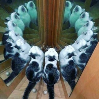 Illustration de l'article : 17 photos drôles de chiens et chats particulièrement espiègles