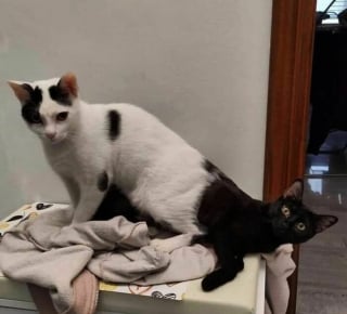 Illustration de l'article : 17 photos drôles de chiens et chats particulièrement espiègles