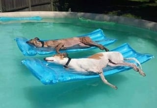 Illustration de l'article : 17 photos drôles de chiens et chats particulièrement espiègles