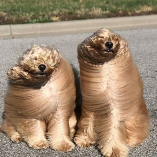 Illustration de l'article : 17 photos drôles de chiens et chats particulièrement espiègles