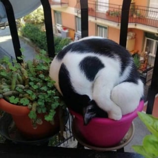 Illustration de l'article : 17 photos drôles de chiens et chats particulièrement espiègles