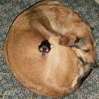 Illustration de l'article : 17 photos drôles de chiens et chats particulièrement espiègles