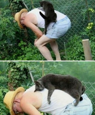 Illustration de l'article : 17 photos drôles de chiens et chats particulièrement espiègles