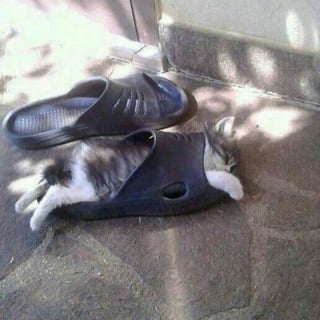 Illustration de l'article : 17 photos drôles de chiens et chats particulièrement espiègles