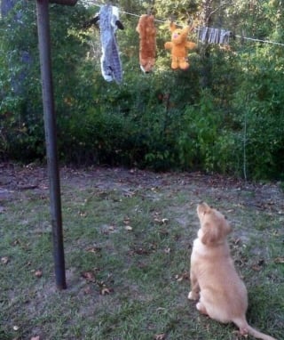 Illustration de l'article : 17 photos drôles de chiens et chats particulièrement espiègles