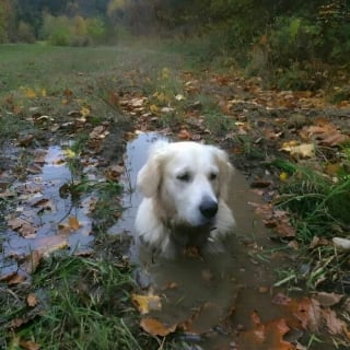 Illustration de l'article : 17 photos drôles de chiens et chats particulièrement espiègles
