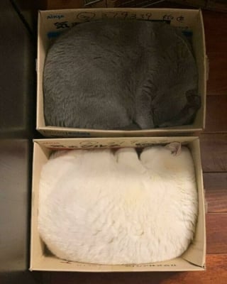 Illustration de l'article : 17 photos drôles de chiens et chats particulièrement espiègles