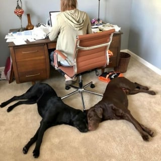 Illustration de l'article : 17 photos drôles de chiens et chats particulièrement espiègles