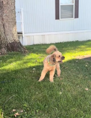 Illustration de l'article : Attaché à un arbre, un chien comprend qu’il est libre, car sa laisse s'est détachée et file aussitôt vivre sa meilleure vie (vidéo)