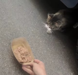 Illustration de l'article : Ce chat de 16 ans surnommé « Monsieur Monde » cherche sa nouvelle maison après avoir vécu auprès de plusieurs propriétaires sur plusieurs continents 