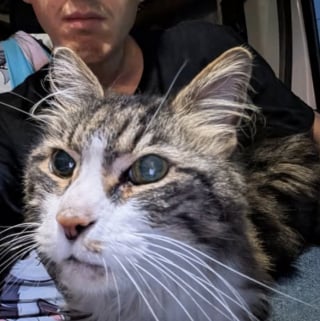 Illustration de l'article : Ce chat de 16 ans surnommé « Monsieur Monde » cherche sa nouvelle maison après avoir vécu auprès de plusieurs propriétaires sur plusieurs continents 