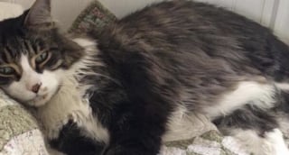 Illustration de l'article : Ce chat de 16 ans surnommé « Monsieur Monde » cherche sa nouvelle maison après avoir vécu auprès de plusieurs propriétaires sur plusieurs continents 