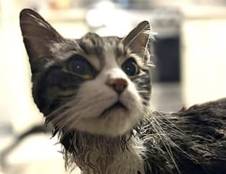 Illustration de l'article : Ce chat de 16 ans surnommé « Monsieur Monde » cherche sa nouvelle maison après avoir vécu auprès de plusieurs propriétaires sur plusieurs continents 