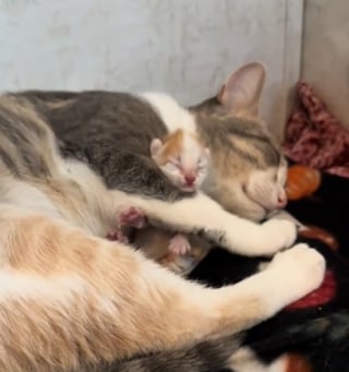 Illustration de l'article : Une chatte calico devient maman pour la première fois et consacre tout son amour à son unique chaton (vidéo)