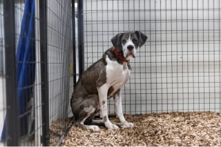 Illustration de l'article : Rescapé d’un élevage insalubre et déplacé par un ouragan, ce Dogue Allemand a enfin trouvé la chaleur d’un foyer aimant