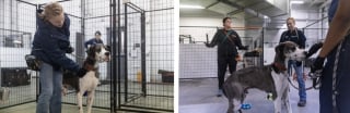 Illustration de l'article : Rescapé d’un élevage insalubre et déplacé par un ouragan, ce Dogue Allemand a enfin trouvé la chaleur d’un foyer aimant