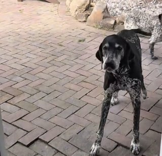 Illustration de l'article : 4 chiens face à une porte inconnue multiplient les allers-retours et osent enfin franchir le seuil avec prudence et puissance comique (vidéo)
