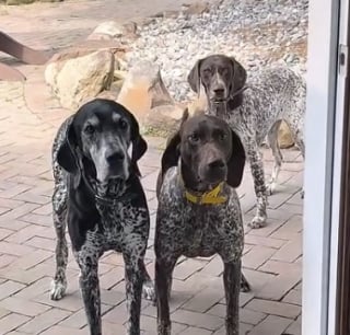 Illustration de l'article : 4 chiens face à une porte inconnue multiplient les allers-retours et osent enfin franchir le seuil avec prudence et puissance comique (vidéo)