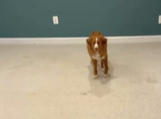 Illustration de l'article : L’émotion palpable de ce chien qui se rend pour la dernière fois dans son ancienne maison vide avant le déménagement (vidéo)