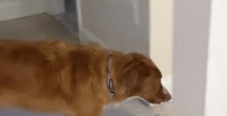 Illustration de l'article : L’émotion palpable de ce chien qui se rend pour la dernière fois dans son ancienne maison vide avant le déménagement (vidéo)