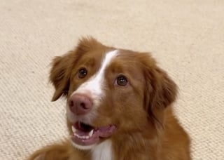Illustration de l'article : L’émotion palpable de ce chien qui se rend pour la dernière fois dans son ancienne maison vide avant le déménagement (vidéo)