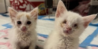 Illustration de l'article : Aveugle depuis la naissance, un chaton avance guidé par son frère et prouve que la tendresse dépasse tout handicap