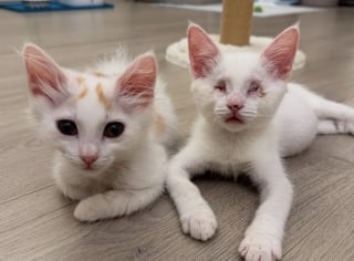 Illustration de l'article : Aveugle depuis la naissance, un chaton avance guidé par son frère et prouve que la tendresse dépasse tout handicap