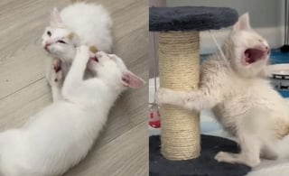 Illustration de l'article : Aveugle depuis la naissance, un chaton avance guidé par son frère et prouve que la tendresse dépasse tout handicap