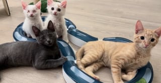 Illustration de l'article : Aveugle depuis la naissance, un chaton avance guidé par son frère et prouve que la tendresse dépasse tout handicap