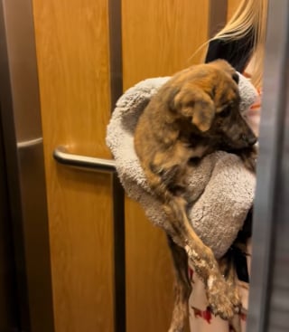 Illustration de l'article : « Je ne te ferai aucun mal, promis » : elle trouve un chiot terrorisé sur la route et ne peut retenir ses larmes en comprenant ce qu’il a enduré