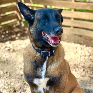 Illustration de l'article : Cette chienne policière « exceptionnelle », remporte un prix pour sa carrière hors norme 