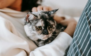 Illustration de l'article : 15 comportements de votre chat qui prouvent qu’il vous aime