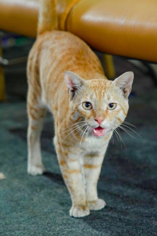 Illustration de l'article : 15 comportements de votre chat qui prouvent qu’il vous aime