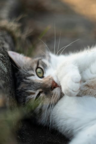 Illustration de l'article : 11 preuves que votre chat ne vous laissera jamais tomber