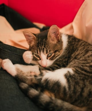 Illustration de l'article : 11 preuves que votre chat ne vous laissera jamais tomber