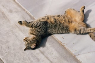 Illustration de l'article : 11 preuves que votre chat ne vous laissera jamais tomber