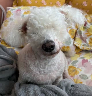 Illustration de l'article : La réaction poignante d’un chien aveugle qui entend la voix de sa maîtresse après 1 mois de séparation (vidéo) 