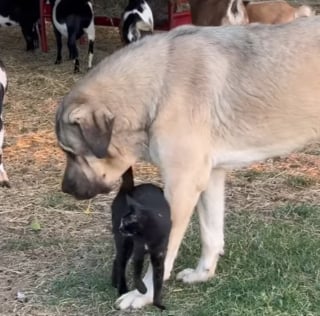 Illustration de l'article : Ce chien et ce chat veillent toute la nuit sur la ferme et se retrouvent au petit matin comme 2 véritables héros (vidéo)