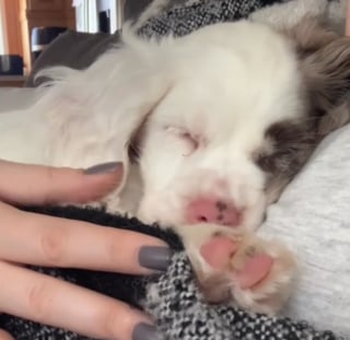 Illustration de l'article : N'ayant aucune valeur aux yeux de l'éleveur car sourde et aveugle, cette jeune chienne trouve enfin sa place dans un foyer aimant (vidéo)